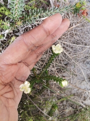 Erica calcareophila