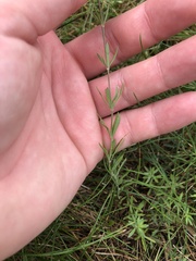 Linaria repens
