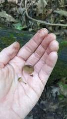Pluteus seticeps