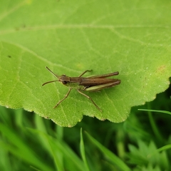 Pseudochorthippus parallelus