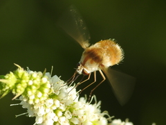 Bombyliini