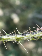 Aphis gossypii