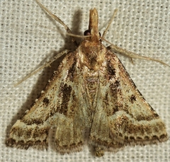 Stemmatophora borgialis