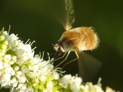 Bombyliini