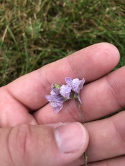 Linaria repens