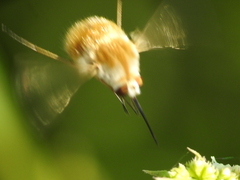 Bombyliini