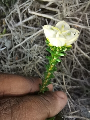 Erica calcareophila