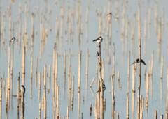 Tachycineta leucopyga