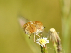 Bombyliini