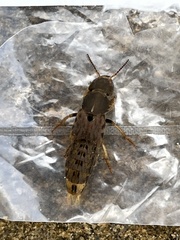 Platydracus maculosus