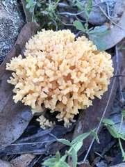 Ramaria capitata