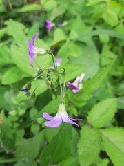 Oxalis latifolia
