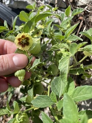 Physalis longifolia subglabrata