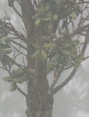 Rhipidura fuliginosa placabilis