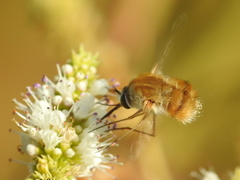 Bombyliini