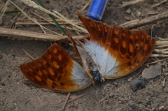 Charaxes varanes