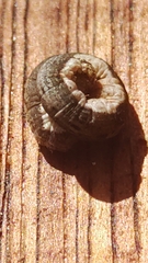 Noctuinae