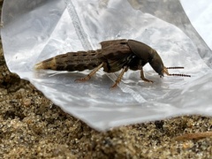 Platydracus maculosus