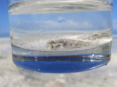 Gnatholepis anjerensis