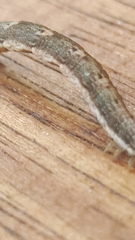 Noctuinae