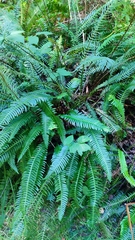 Struthiopteris spicant