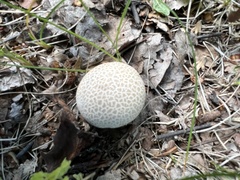 Lycoperdon utriforme