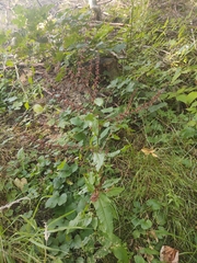 Rumex sanguineus