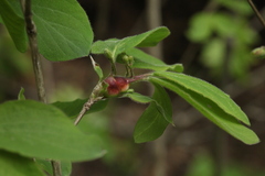 Contarinia lonicerearum