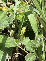 Dichromorpha viridis