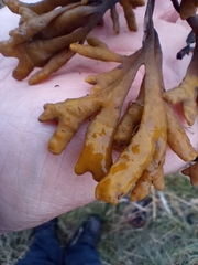 Pelvetia canaliculata