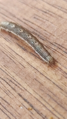 Noctuinae