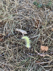 Calliteara pudibunda