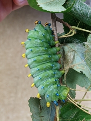 Hyalophora cecropia