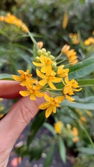 Asclepias curassavica