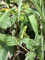 Dichromorpha viridis