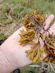 Pelvetia canaliculata