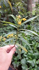 Asclepias curassavica