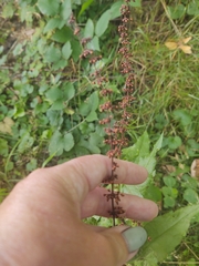 Rumex sanguineus