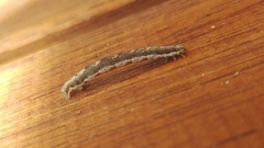 Noctuinae