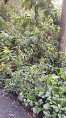 Asclepias curassavica