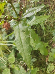 Rumex sanguineus