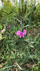 Lathyrus