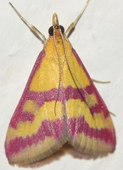 Pyrausta sanguinalis