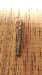 Noctuinae