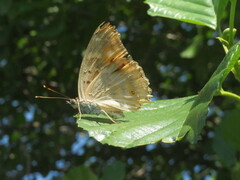 Apatura ilia