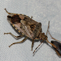 Podisus serieventris