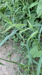 Echinochloa crus-galli