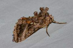 Autographa bimaculata