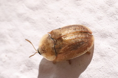 Hypocassida subferruginea
