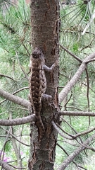 Sceloporus spinosus